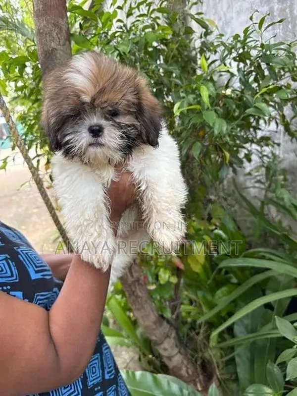 Shih Tzu Puppies