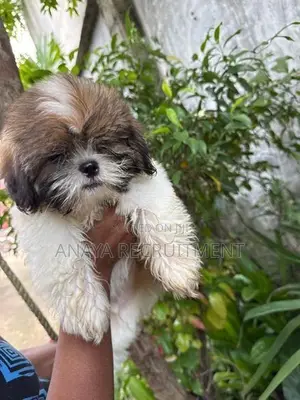 Shih Tzu Puppies