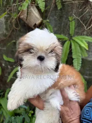 Shih Tzu Puppies