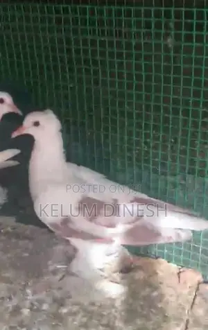 Pigeon