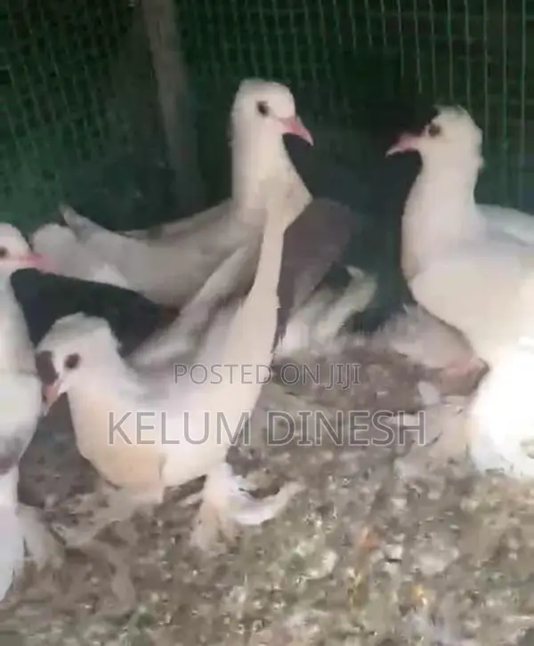 Pigeon
