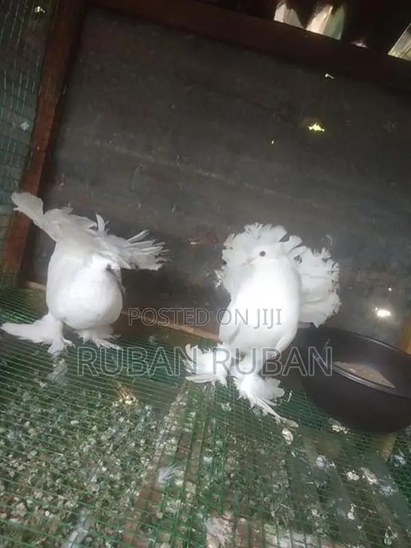 Pigeon