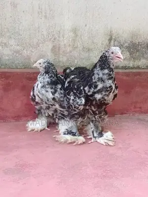 Brahma Chicken