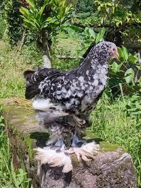 Brahma Chicken
