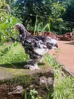 Brahma Chicken