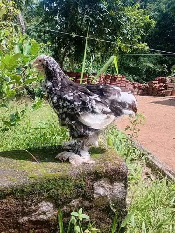 Brahma Chicken