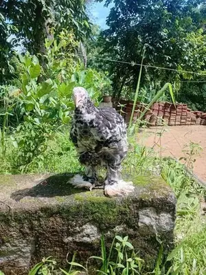 Brahma Chicken