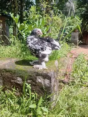 Brahma Chicken