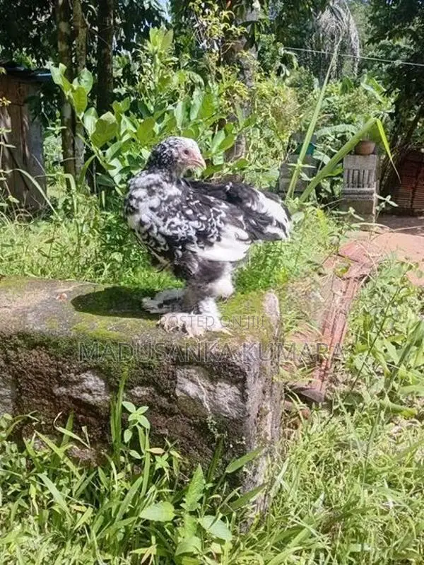 Brahma Chicken