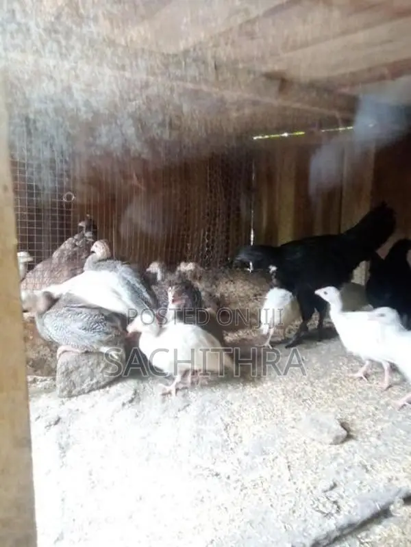 ගිනි කුකුලන්