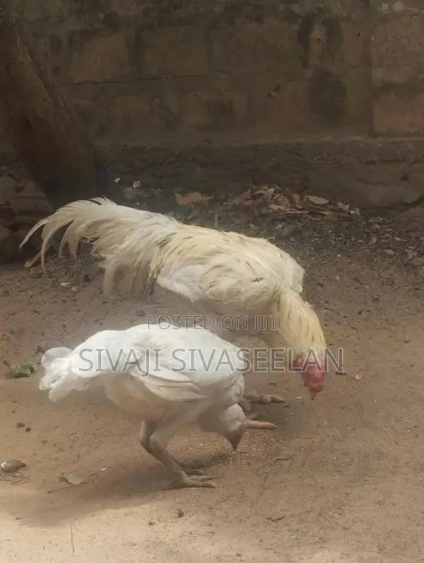 Farm Hens