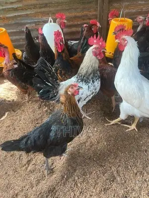 Farm Hens