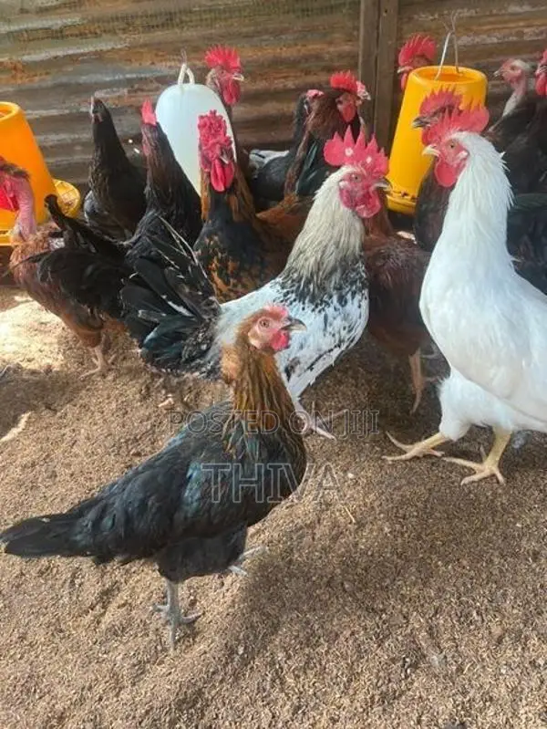 Farm Hens