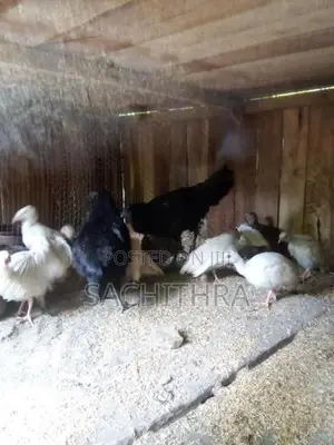 ගිනි කුකුලන්