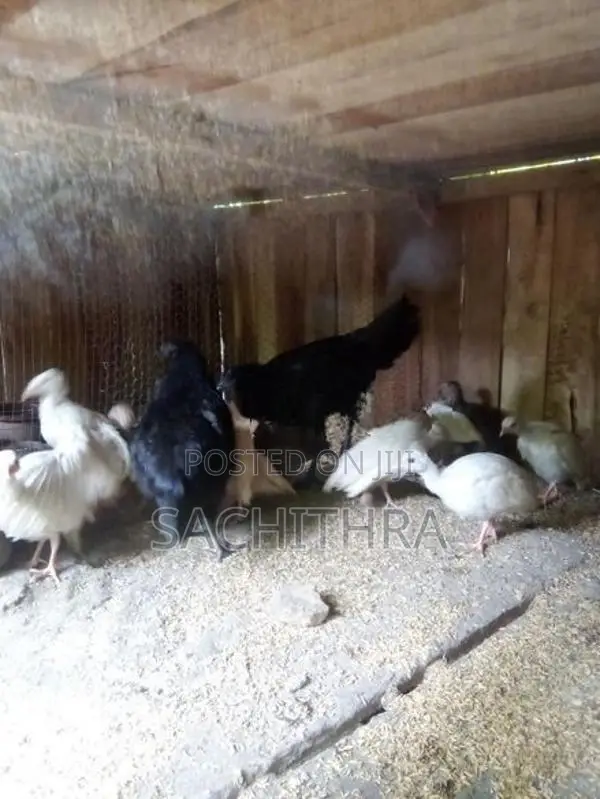 ගිනි කුකුලන්