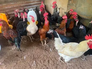 Farm Hens