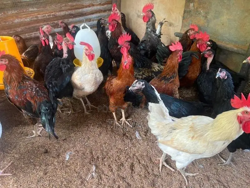 Farm Hens