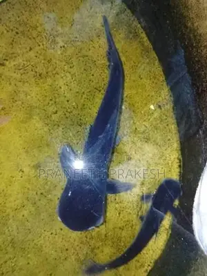 Black aquarium shark