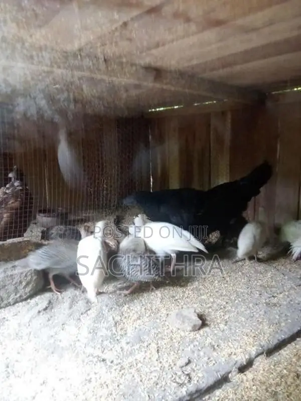 ගිනි කුකුලන්