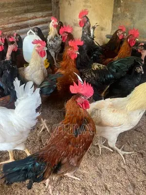 Farm Hens