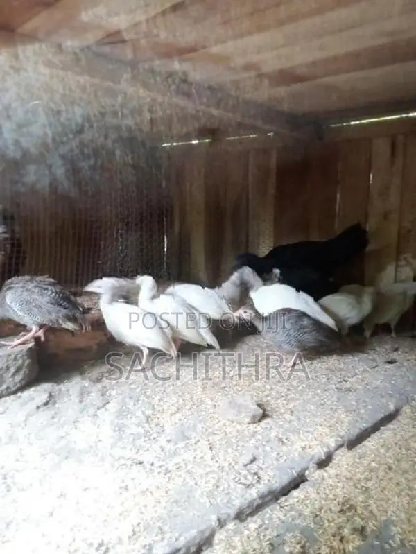 ගිනි කුකුලන්