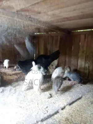 ගිනි කුකුලන්