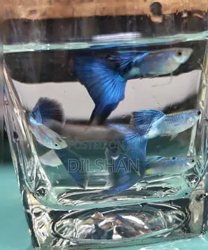 japanese Blue guppy