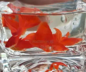 Albino Full Red Guppy
