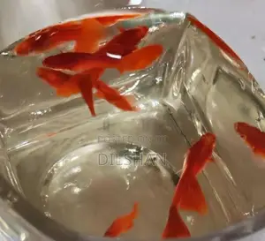 Albino Full Red Guppy