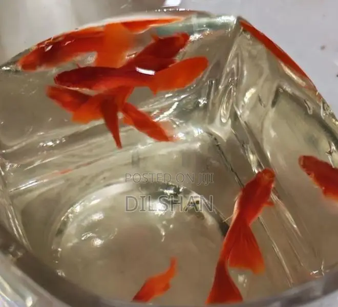 Albino Full Red Guppy