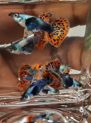 Dombo Mosaic (big Ear) Guppy