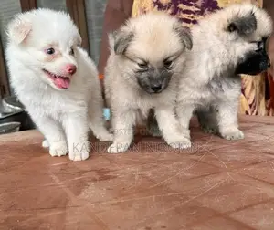 Lion pommeriyan