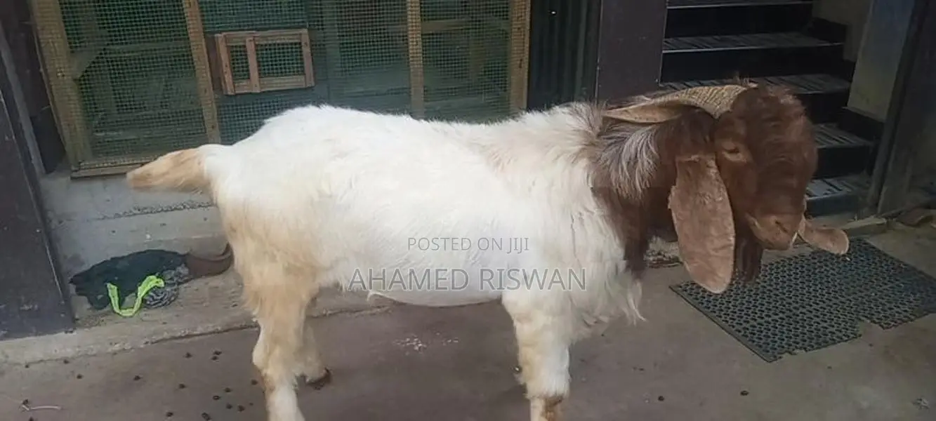 Male Goat