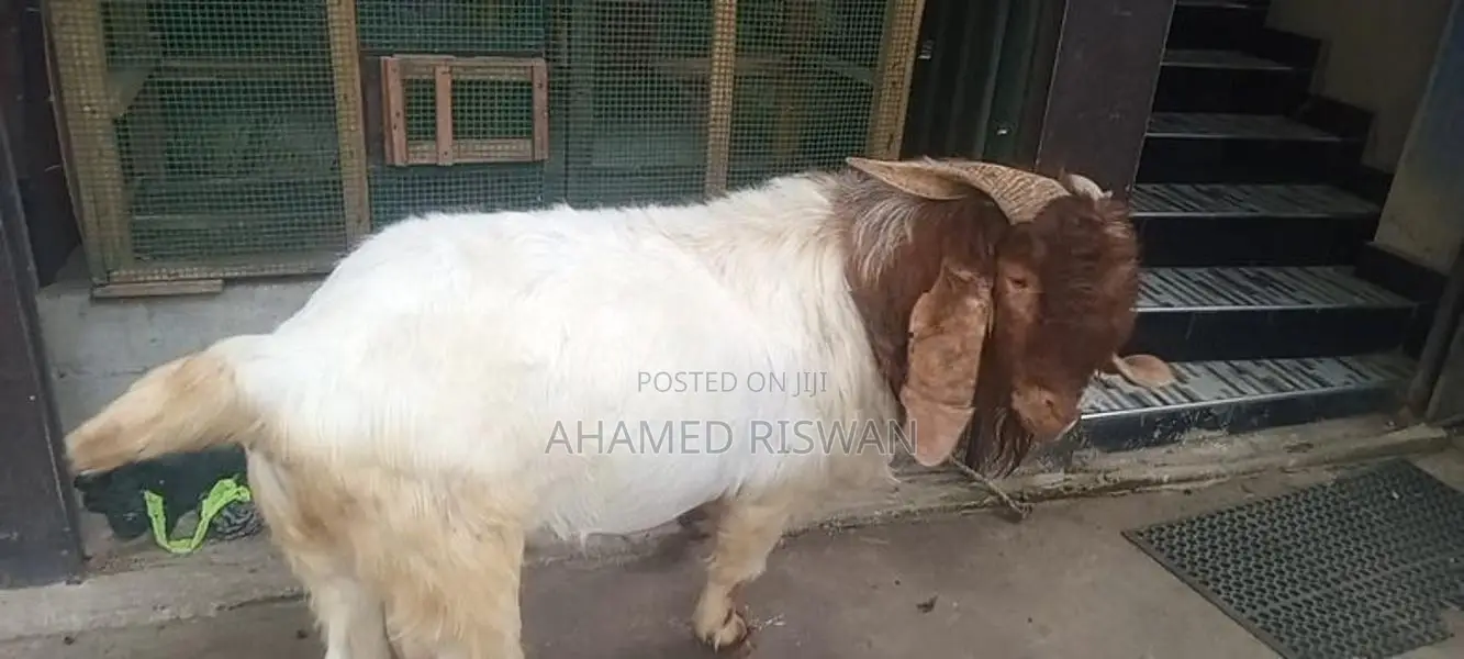 Male Goat