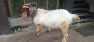 Male Goat
