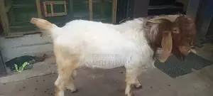 Male Goat