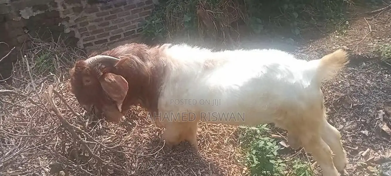 Male Goat