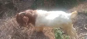 Male Goat