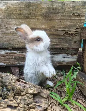 Angora Rabbit