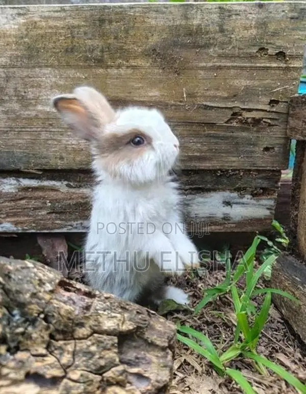 Angora Rabbit
