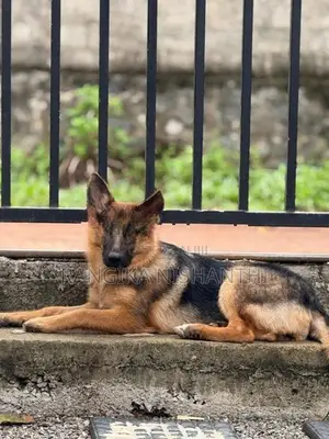 German Sherpherd (female)
