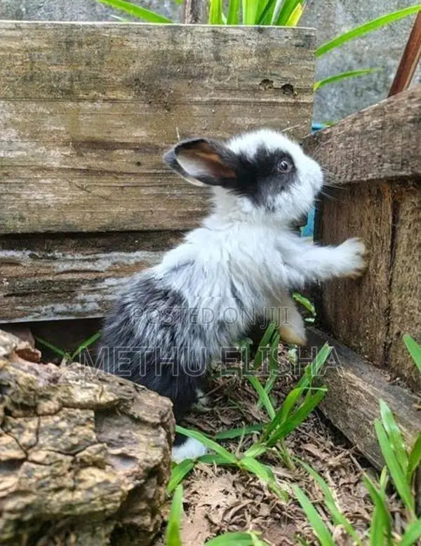 Angora Rabbit