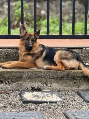 German Sherpherd (female)