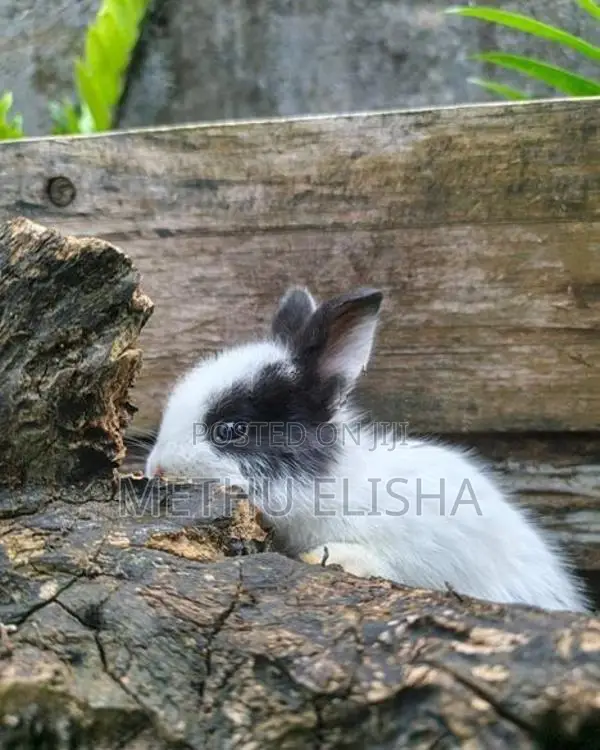 Angora Rabbit