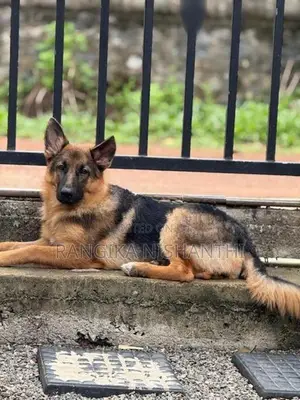 German Sherpherd (female)