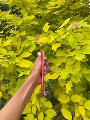 Apple iPhone 7 Plus 256 (Used)