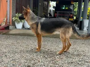 German Sherpherd (female)