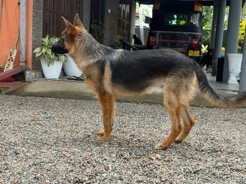 German Sherpherd (female)