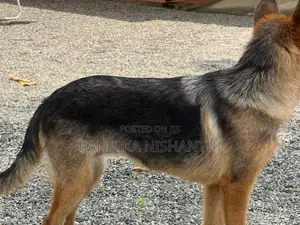 German Sherpherd (female)