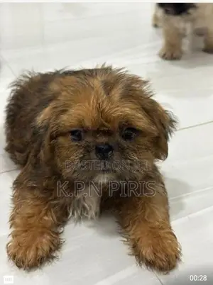 Shihtzu Puppies